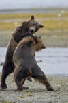 Fehrle_Alaska (12 of 33)