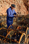 Fisherman inspecting lobster traps, Dunbar, Scotland, 2009