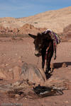 Donkey, Petra, Jordan, 2009