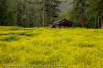 Old Barn in Rapeseed Field, Fraser Canyon, British Columbia, Canada, 2010