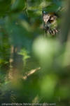 Eurasian Eagle-Owl, Freiburg, Germany, 2009 (captive)