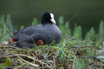 Coot and Cootlets, Allgäu, Germany, 2009