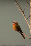 White-fronted bee-eater, Swasiland, 2009