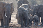 Elephant herd, Kruger National Park, South Africa, 2009