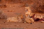 Lions at Kill, Kruger National Park, South Africa, 2009