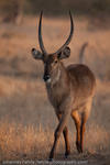 Male Waterbuck, Kruger National Park, South Africa, 2009