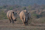 White Rhino Gang, Hluhluwe uMfolozi Game Reserve, South Africa, 2009
