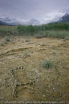 Footprint of a Coastal Brown Bear, Katmai National Park, Alaska, USA, 2008