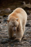 Great Bear Rainforest-10