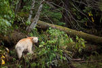 Great Bear Rainforest-06