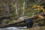 Great Bear Rainforest-08