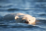 A Curious Polar Bear Swims towards our Boat