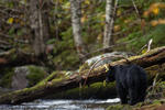 Black Bear on the Shore of the Riordan River