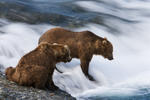 Brown Bears Waiting for Salmon, McNeil Falls