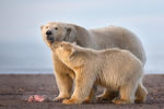 Display of Affection (Polar Bear and Yearling)