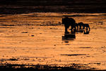 Late Return (Bear and Cubs on Mudflats)