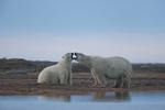 Male and Female Polar Bear Settling a Disagreement