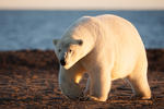 Male Polar Bear in the Evening Sun