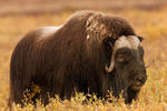 Muskox Bull in the Fall Tundra