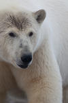 Polar Bear Alpha Male, Close Up