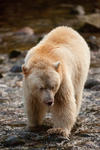 Spirit Bear in the Riordan River