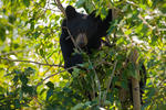 Treed Black Bear Cub