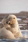 Young Polar Bears Playfighting in the Water