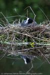 Nesting Coot, Aach Ried, Germany, 2007