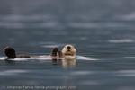 Sea Otter, Alaska, 2008