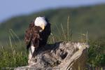 Bald Eagle Preening, Alaska, 2008