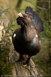 Capercaillie showing off, Bayerischer Wald, Germany (captive)