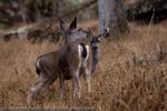 White-tailed Deer, Big Sur Coast, California, 2007