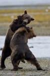 Coastal Brown Bears Sparring, Alaska, 2008