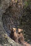 Coastal Brown Bear Cubs, Alaska, 2008