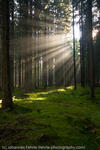 Light shining through the forest after a rain shower, Bahr, Germany, 2007